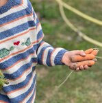 Breipatroontje Carotte