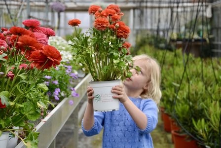 Breipatroontje Loes NL