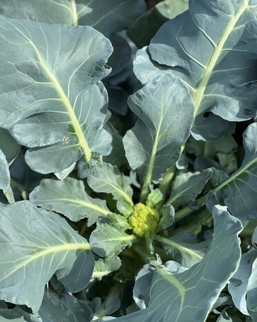 Breipatroontje Broccoli voor groot en klein