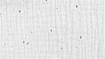 geborduurde double gauze wit - double gauze