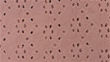 Borderie jersey (413) - jersey