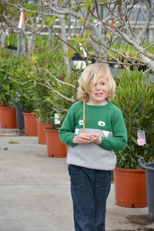 Breipakketje Maud in lamana como (groene versie)